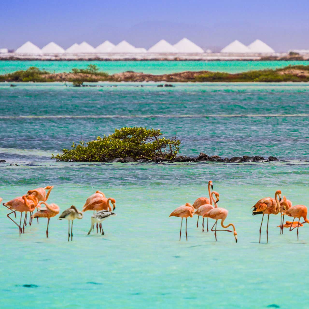 The Island of Bonaire